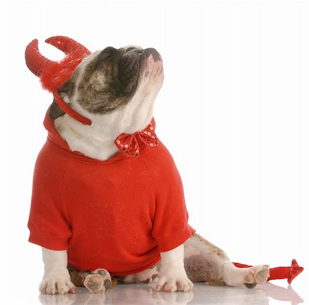 adorable english bulldog dressed up as a devil Fotografie stock - Microstock e Abbonamento, Codice: 400-04616305