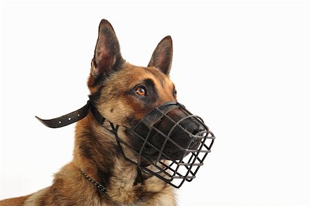 simsearch:400-06481253,k - portrait of a purebred belgian shepherd malinois withe his muzzle Photographie de stock - Aubaine LD & Abonnement, Code: 400-04616686