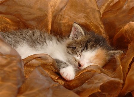 orphaned three week old calico kitten sleeping Photographie de stock - Aubaine LD & Abonnement, Code: 400-04616763