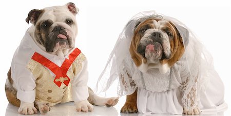 scared dog - puppy love - english bulldog dressed up as a bride and groom Stock Photo - Budget Royalty-Free & Subscription, Code: 400-04616770