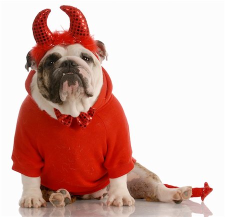 english bulldog dressed up as a devil Fotografie stock - Microstock e Abbonamento, Codice: 400-04617275
