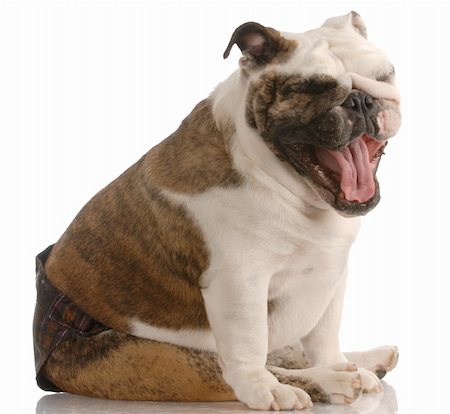 simsearch:400-06758857,k - adorable female english bulldog wearing hot pants in season Foto de stock - Royalty-Free Super Valor e Assinatura, Número: 400-04617278