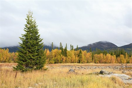 simsearch:400-05246721,k - Autumn landscape with a fir against mountains Stockbilder - Microstock & Abonnement, Bildnummer: 400-04617527