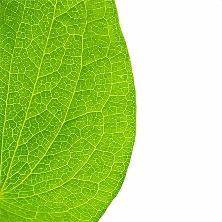 simsearch:400-04524191,k - Texture bright green leaf - over white Stock Photo - Budget Royalty-Free & Subscription, Code: 400-04617642