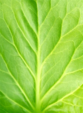 simsearch:400-04524191,k - Texture bright green leaf - over white Stock Photo - Budget Royalty-Free & Subscription, Code: 400-04617643