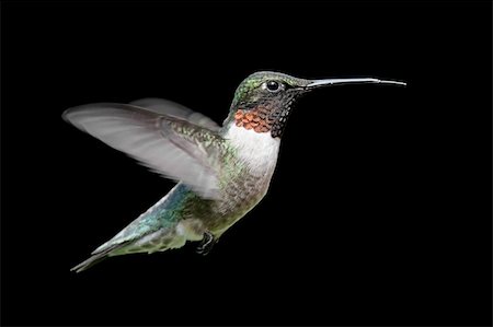 simsearch:400-04568242,k - Male Ruby-throated Hummingbird (archilochus colubris) in flight with a black background Foto de stock - Super Valor sin royalties y Suscripción, Código: 400-04617827