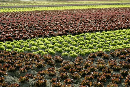 Red little baby lettuce in the fields from spain Stock Photo - Budget Royalty-Free & Subscription, Code: 400-04618087