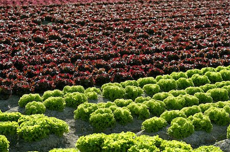 simsearch:400-05348198,k - Red little baby lettuce in the fields from spain Stock Photo - Budget Royalty-Free & Subscription, Code: 400-04618089