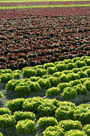 Red little baby lettuce in the fields from spain Stock Photo - Budget Royalty-Free & Subscription, Code: 400-04618090
