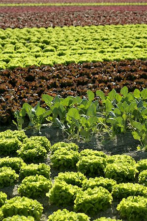 Red little baby lettuce in the fields from spain Stock Photo - Budget Royalty-Free & Subscription, Code: 400-04618195