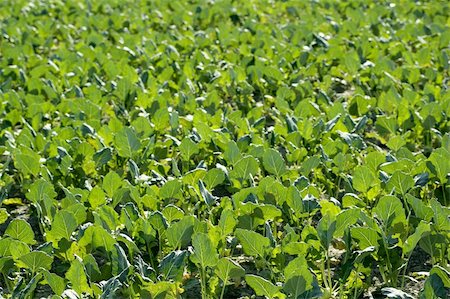 simsearch:400-03968443,k - Baby cabbage green fields in Spain. Traditional agriculture Fotografie stock - Microstock e Abbonamento, Codice: 400-04618198