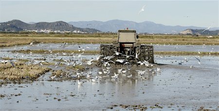 simsearch:400-07313608,k - Rice tractor, wet rice fields and seagulls, in Valencia, Spain Foto de stock - Super Valor sin royalties y Suscripción, Código: 400-04618205