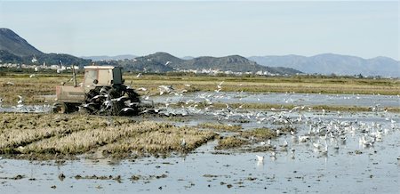 simsearch:400-07313608,k - Rice tractor, wet fields and seagulls,  Spain Foto de stock - Super Valor sin royalties y Suscripción, Código: 400-04618206