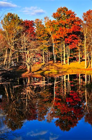 Forest of colorful autumn trees reflecting in calm lake Stock Photo - Budget Royalty-Free & Subscription, Code: 400-04618214