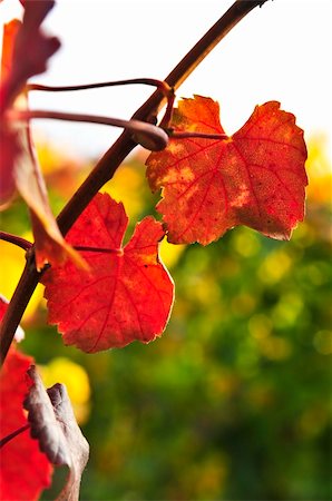 simsearch:400-05316991,k - Close up of leaves on grape vine plant Photographie de stock - Aubaine LD & Abonnement, Code: 400-04618219