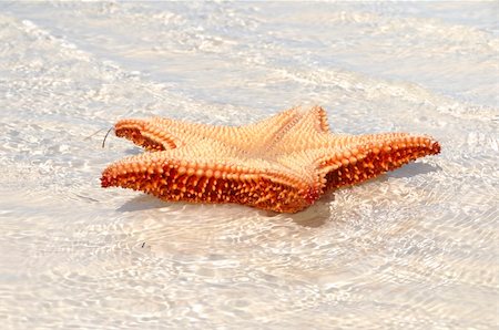 Detail of starfish on tropical cuban beach Stock Photo - Budget Royalty-Free & Subscription, Code: 400-04618265