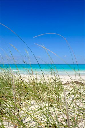 simsearch:400-08709392,k - Detail of tropical beach with vegetation Photographie de stock - Aubaine LD & Abonnement, Code: 400-04618263