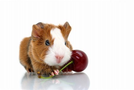 simsearch:400-04385163,k - Newborn guinea pig before white background. Photographie de stock - Aubaine LD & Abonnement, Code: 400-04618492