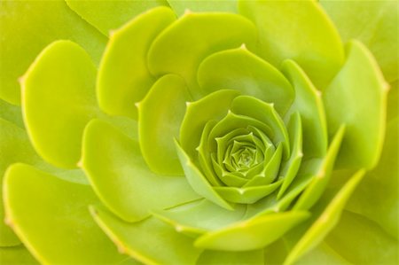 succulent flowers - Beautiful Green Succulent Cactus Blossom Abstract Image. Stock Photo - Budget Royalty-Free & Subscription, Code: 400-04618654