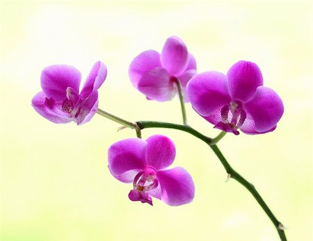 simsearch:400-04596018,k - close up image of classic orchid flower yellow background Stockbilder - Microstock & Abonnement, Bildnummer: 400-04618808