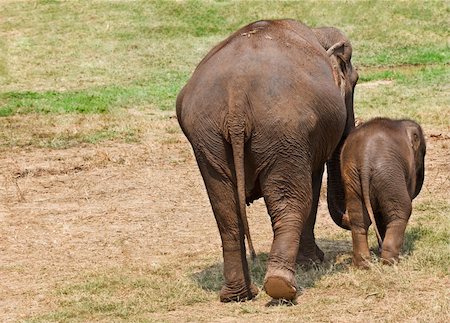 simsearch:862-03889845,k - Female elephant with her baby. Shot from behind. Stock Photo - Budget Royalty-Free & Subscription, Code: 400-04618929