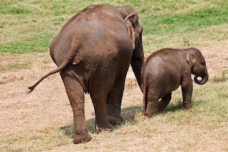 simsearch:862-03889845,k - Female elephant with her baby. Shot from behind. Stock Photo - Budget Royalty-Free & Subscription, Code: 400-04618930