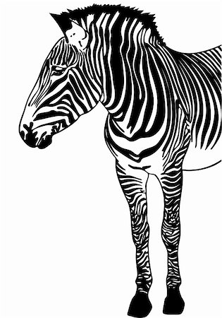 simsearch:400-04645691,k - Hand drawn sketch of a Zebra. Stock Photo - Budget Royalty-Free & Subscription, Code: 400-04618960