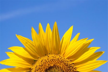 simsearch:400-04872162,k - closeup of a sunflower against a blue sky background Stock Photo - Budget Royalty-Free & Subscription, Code: 400-04619100