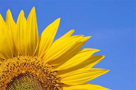 simsearch:400-04872162,k - closeup of a sunflower against a blue sky background Stock Photo - Budget Royalty-Free & Subscription, Code: 400-04619101