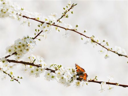 siebensternnadel - Nymphalidae sp (Aglais) butterfly on spring flower branches Stockbilder - Microstock & Abonnement, Bildnummer: 400-04619176