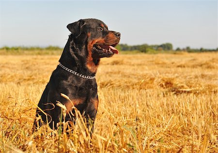 simsearch:400-04611917,k - portrait of a purebred rottweiler in a meadow of wheat Photographie de stock - Aubaine LD & Abonnement, Code: 400-04619524