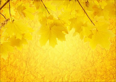 paint color card - Autumn background with the yellow maple leaves Stock Photo - Budget Royalty-Free & Subscription, Code: 400-04619557