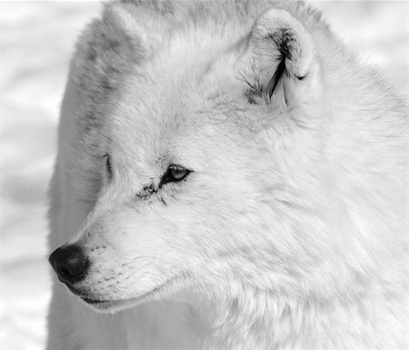 simsearch:400-04516399,k - Arctic wolf in Winter Foto de stock - Royalty-Free Super Valor e Assinatura, Número: 400-04619646