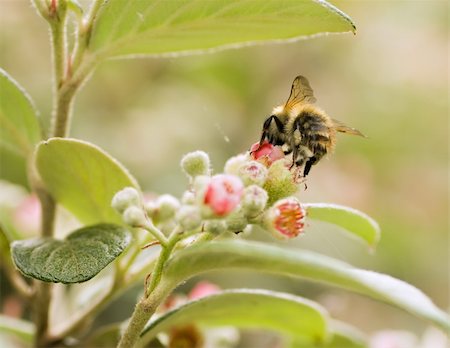 simsearch:400-04000691,k - Bumble bee gathering pollen from a flower in summer Foto de stock - Royalty-Free Super Valor e Assinatura, Número: 400-04619724