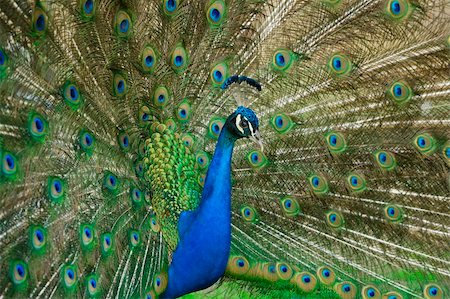 beautiful male peacock with its colorful tail feathers spread Stock Photo - Budget Royalty-Free & Subscription, Code: 400-04619844