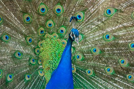 beautiful male peacock with its colorful tail feathers spread Stock Photo - Budget Royalty-Free & Subscription, Code: 400-04619843
