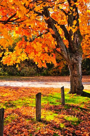 Colorful fall maple tree near rural road Stock Photo - Budget Royalty-Free & Subscription, Code: 400-04619864