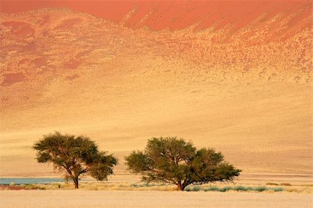simsearch:614-01487015,k - Landscape with African Acacia trees (Acacia erioloba), Sossusvlei, Namibia, southern Africa Stock Photo - Budget Royalty-Free & Subscription, Code: 400-04610048