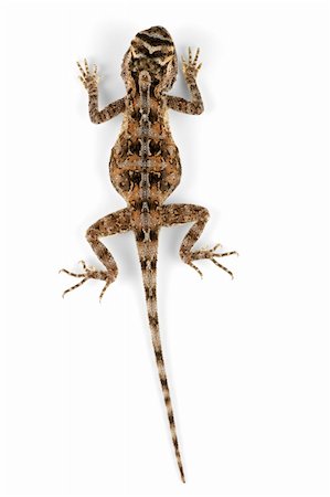 simsearch:400-03934181,k - Female African ground agama (Agama aculeata) on white Stock Photo - Budget Royalty-Free & Subscription, Code: 400-04610052