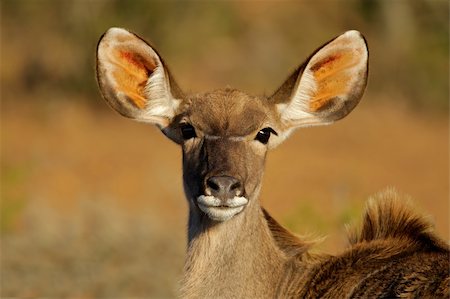 simsearch:400-07657096,k - A female kudu antelope, (Tragelaphus strepsiceros), South Africa Fotografie stock - Microstock e Abbonamento, Codice: 400-04610053