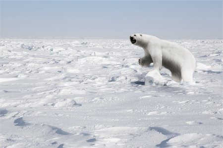 simsearch:400-05361275,k - A polar bear in a natural landscape - Svalbard, Norway Foto de stock - Super Valor sin royalties y Suscripción, Código: 400-04610555