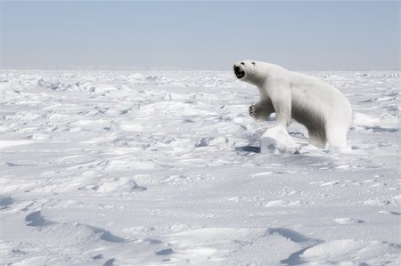 A polar bear in a natural landscape - Svalbard, Norway Stock Photo - Budget Royalty-Free & Subscription, Code: 400-04610555