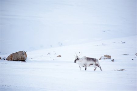 simsearch:400-05361275,k - A reindeer in it's natural habitat.  Spitsbergen Island, Svalbard, Norway Foto de stock - Super Valor sin royalties y Suscripción, Código: 400-04610564