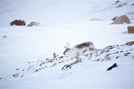 simsearch:400-05140080,k - A reindeer on the island of Spitsbergen, Svalbard, Norway Fotografie stock - Microstock e Abbonamento, Codice: 400-04610565