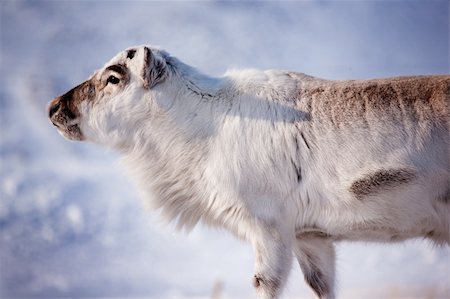 simsearch:6119-07943721,k - A wild reindeer on the island of Spitsbergen, Svalbard, Norway Stock Photo - Budget Royalty-Free & Subscription, Code: 400-04610566