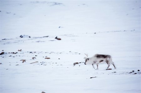 simsearch:400-05140080,k - A reindeer on the island of Spitsbergen, Svalbard, Norway Fotografie stock - Microstock e Abbonamento, Codice: 400-04610563