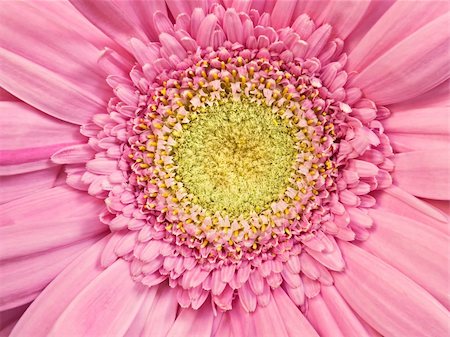 pink gerbera daisy macro,vibrant color,for backgrounds Stock Photo - Budget Royalty-Free & Subscription, Code: 400-04611008