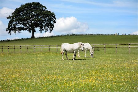 simsearch:400-05216685,k - Two white horses grazing in a field of buttercups in summer with a blue sky and an oak tree (out of focus to the rear). Welsh Section C ponies. Stock Photo - Budget Royalty-Free & Subscription, Code: 400-04611028