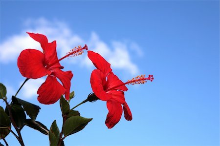 Two Hibiscus Flowers against a blue sky. Foto de stock - Royalty-Free Super Valor e Assinatura, Número: 400-04611146