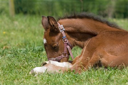 simsearch:400-04489243,k - Cute 10 day old foal resting in the grass Photographie de stock - Aubaine LD & Abonnement, Code: 400-04611882